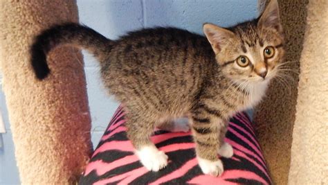 animal shelter in mesquite|Animals In Shelter .